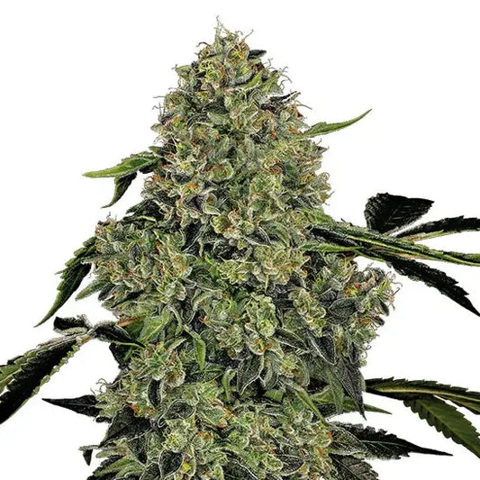 Harzreiche OG Kush Automatic Blüte von White Label mit orangefarbenen Blütenstempeln