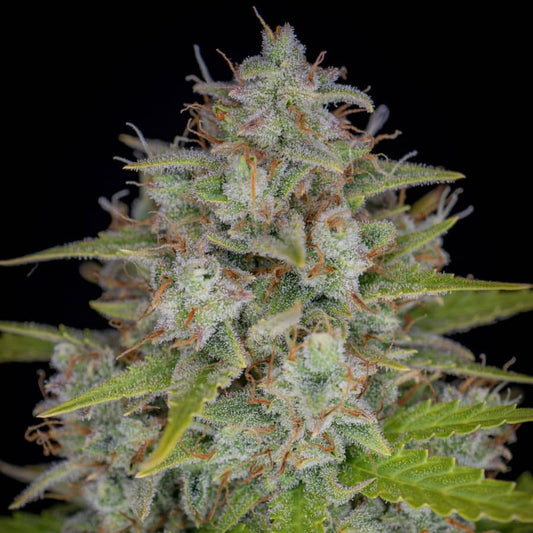 Frostige Orange Sherbet Auto Blüte mit funkelnden Trichomen und hellen Stigmen – My-Seeds