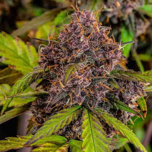 Orange Sherbet Auto Cannabis in der Erntephase, mit dichten, leuchtend farbigen Knospen und einem ausgeprägten fruchtigen Aroma.