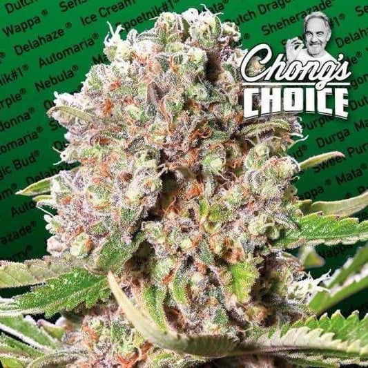 Nahaufnahme einer frostigen Mendocino Skunk Blüte mit orangefarbenen Härchen und dichten Harzkristallen vor grünem Sortenhintergrund.