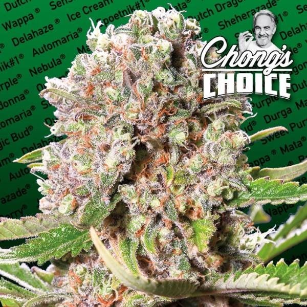 Nahaufnahme einer frostigen Mendocino Skunk Blüte mit orangefarbenen Härchen und dichten Harzkristallen vor grünem Sortenhintergrund.