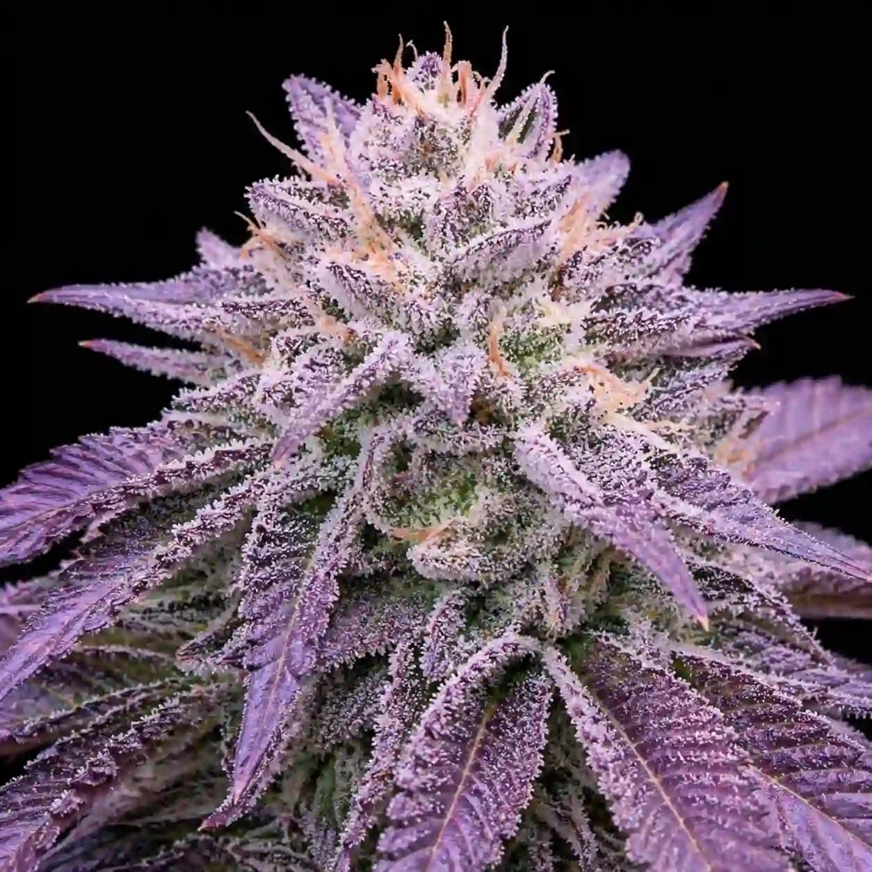 Purple Haze Blüte mit violetten, stark verharzten Buds und feinen Trichomen