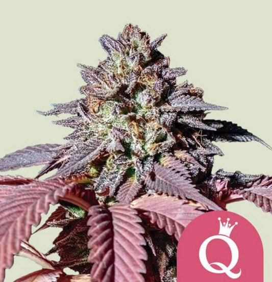 Lila gefärbte Purple Queen Blüte mit dichten Harzschichten und auffälligen violett-grünen Zuckerblättern