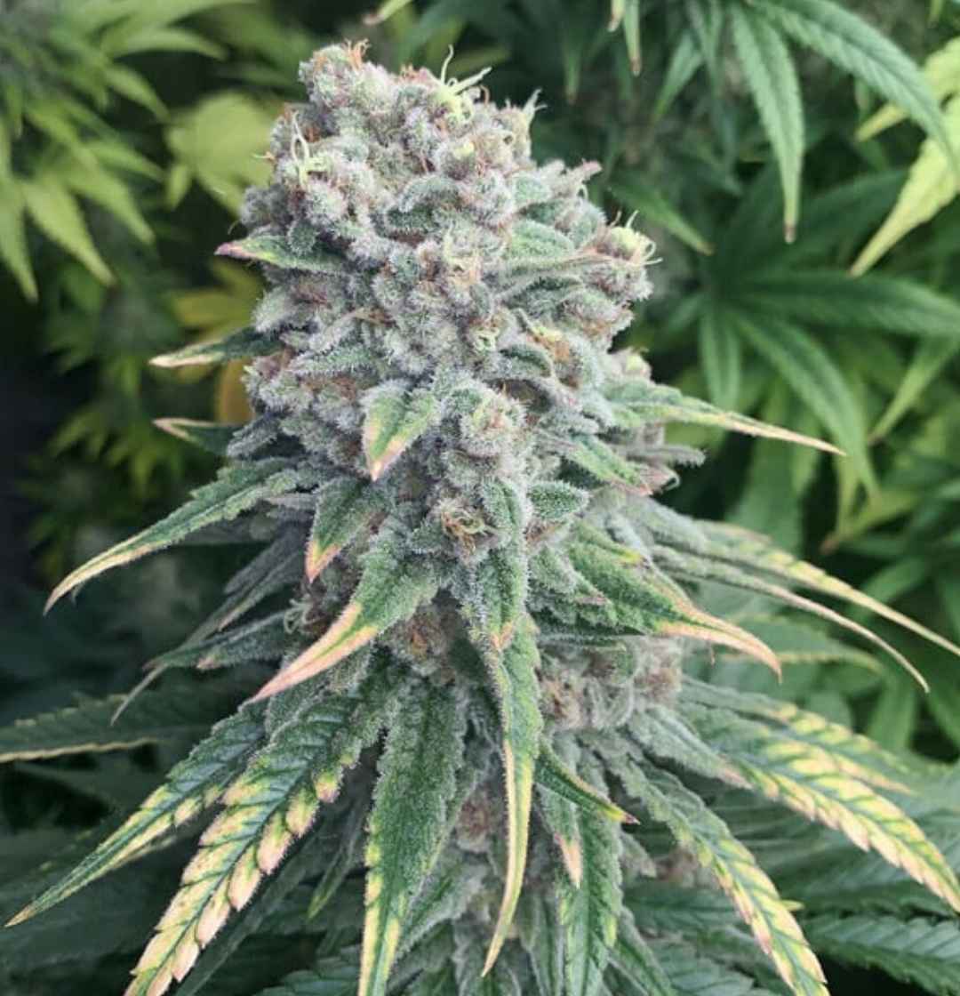 Reife Purple Queen Pflanze im Freien mit frostiger Blüte und gelb-grünen, leicht gebogenen Blättern