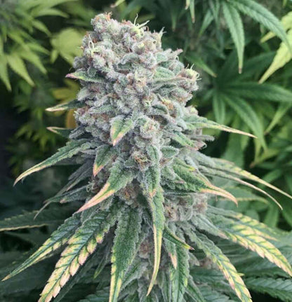 Reife Purple Queen Pflanze im Freien mit frostiger Blüte und gelb-grünen, leicht gebogenen Blättern