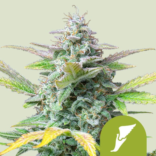 Harzig-blühende Auto Quick One Cannabispflanze mit kompakten Buds und leicht violetten Blättern