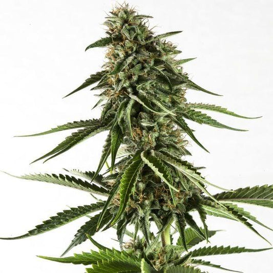 Rainbow Sherbet #11 Cannabis Pflanze mit dichten, harzigen Blüten und zahlreichen grünen Blättern in einer aufrechten Struktur.