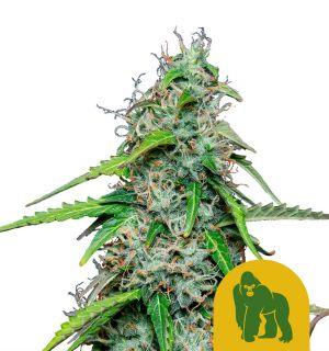 Dichte Auto Royal Gorilla Blüte mit Harzschicht und orangen Blütenstempeln auf weißem Hintergrund