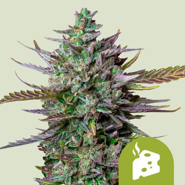 Kompakte Blue Cheese Automatic Bud mit violetten Zuckerblättern und dichten Harzschichten vor hellgrünem Hintergrund.