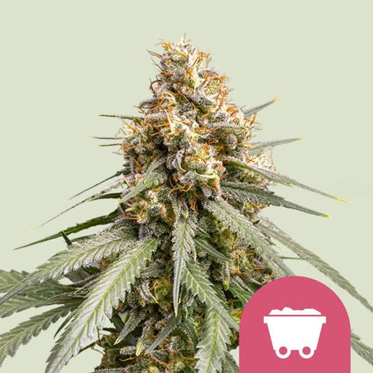 Harziger Bud der Shining Silver Haze mit dichten Trichomen, orangefarbenen Blütenstempeln und spitzen Zuckerblättern vor Pastellhintergrund.