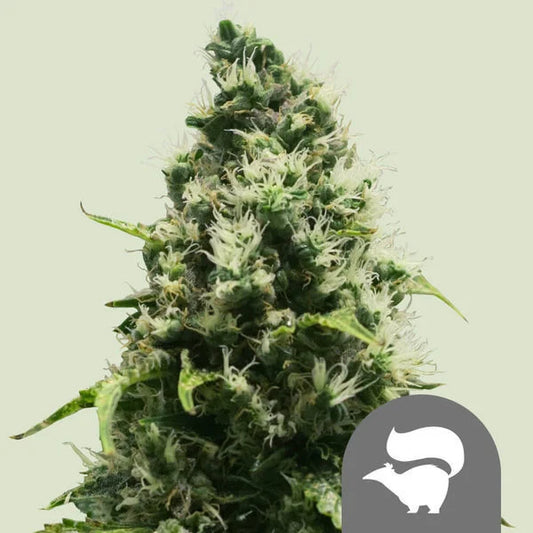 Reife Skunk XL Blüte mit dichten Buds, weißen Blütenstempeln und harzigen Trichomen vor hellem Hintergrund.