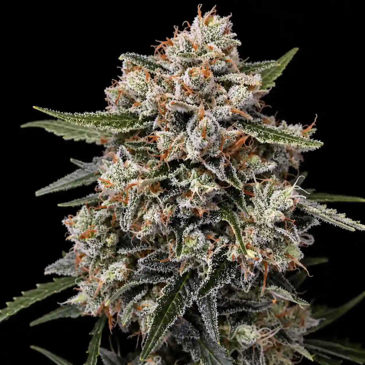 Runtz Blüte mit dichten, stark verharzten Buds und vielen orangefarbenen Härchen