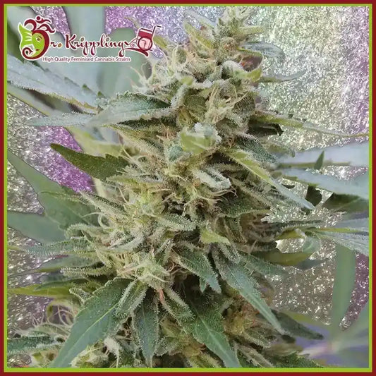 Dichte S&m Cannabisknospe mit vielen Harzdrüsen und gezackten Blättern vor glitzerndem, lilagrünem Hintergrund.