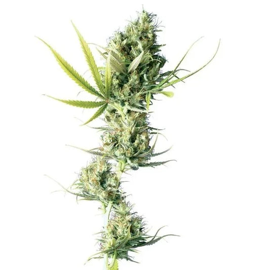 Langer, harziger Blütenstiel der Cannabissorte Durban mit dichten Buds und schmalen, gezackten Blättern auf weißem Hintergrund.