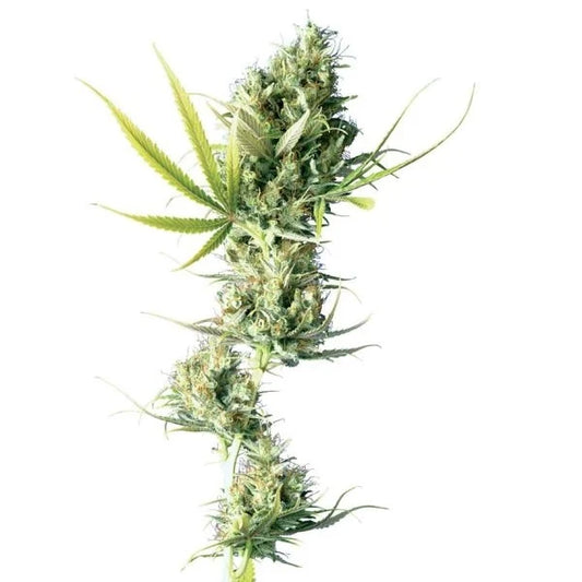 Langer, harziger Blütenstiel der Cannabissorte Durban mit dichten Buds und schmalen, gezackten Blättern auf weißem Hintergrund.