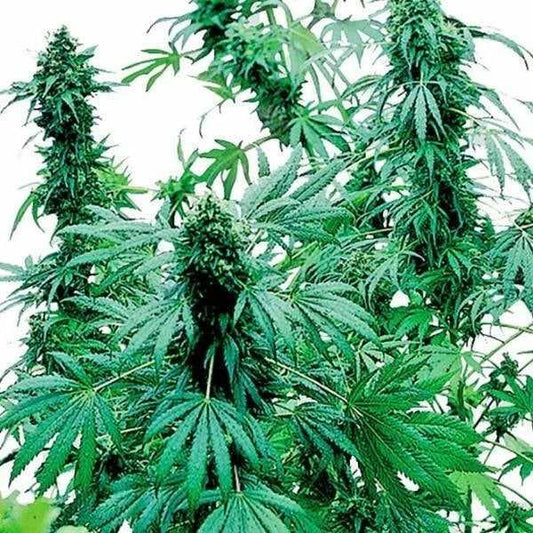 Üppige Early Skunk Pflanze mit dichten, harzigen Buds und tiefgrünen, fingerförmigen Blättern in voller Blüte.