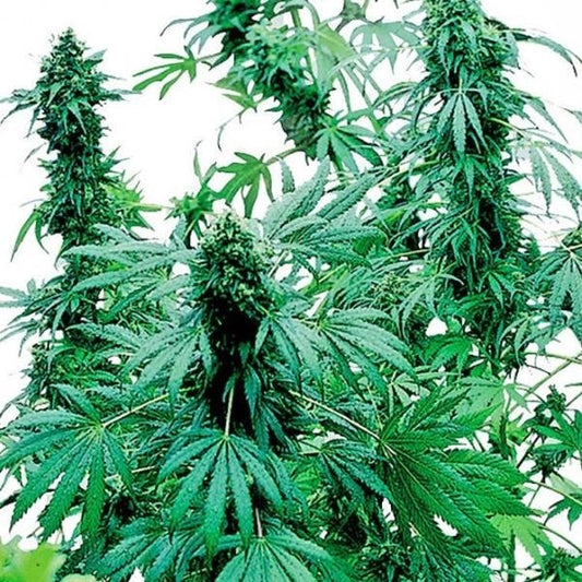 Üppige Early Skunk Pflanze mit dichten, harzigen Buds und tiefgrünen, fingerförmigen Blättern in voller Blüte.