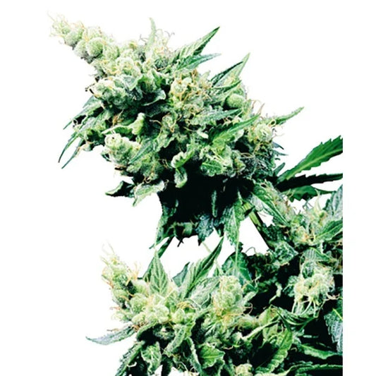 Harzige Hash Plant mit dichten, grünen Buds und gezackten Blättern in voller Blüte vor hellem Hintergrund.