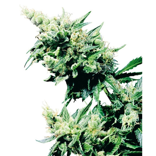 Harzige Hash Plant mit dichten, grünen Buds und gezackten Blättern in voller Blüte vor hellem Hintergrund.
