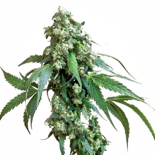 Große, harzige Blütentraube der Sorte Jack Flash 5 mit dichten Buds und schmalen, gezackten Blättern auf weißem Hintergrund.