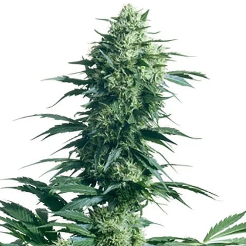 Üppige Hauptblüte der Sorte Mother's Finest mit harzigen Buds, dichten Blütenkelchen und kräftig gezackten Blättern.