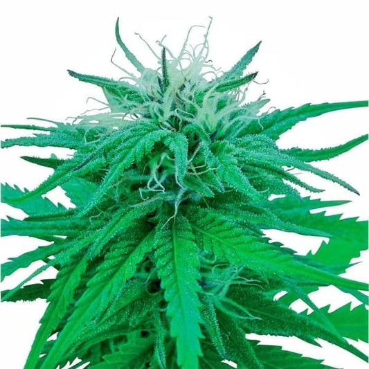 Ruderalis Indica Pflanze mit dichten grünen Blättern, weißen Blütenhaaren und sichtbarer Harzbildung in der Blütephase.