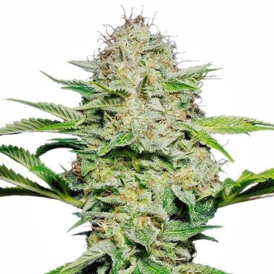 Dichte Blüte von Sensi Skunk Automatic mit vielen Harzdrüsen, orangefarbenen Härchen und kräftig grünen Zuckerblättern.