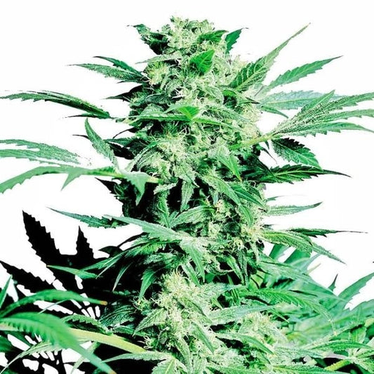 Kompakte, harzige Shiva Skunk Pflanze mit dichten Buds und kräftigen, dunkelgrünen Blättern in voller Blüte.