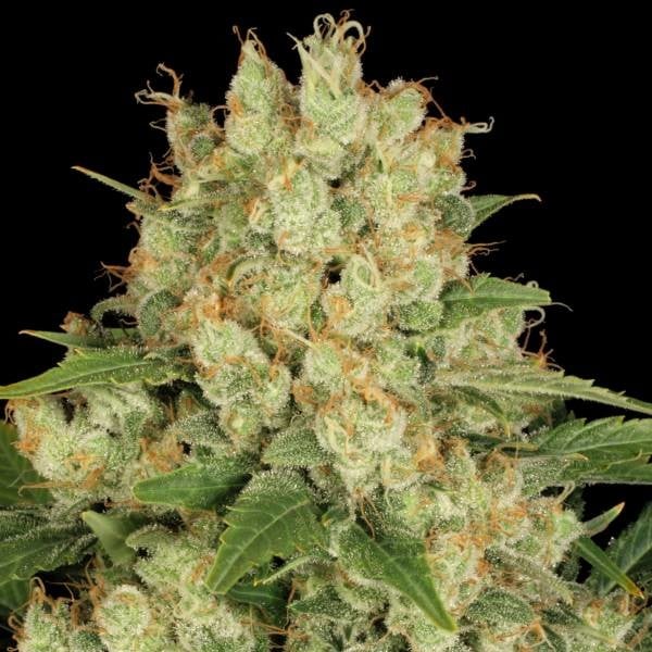 Kompakte Ak-47 Bud mit dichter Harzschicht, orangefarbenen Blütenhärchen und kräftigen, gezackten Blättern vor schwarzem Hintergrund.
