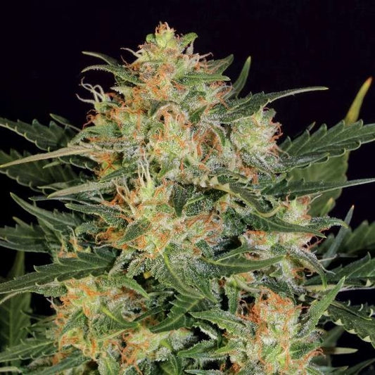 Kristallbedeckte Auto White Russian Blüte mit dichten Buds, orangefarbenen Fäden und harzigen Zuckerblättern.