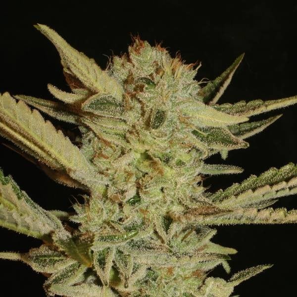 Kompakte Bubble Gum Bud mit dichten Harzschichten, leuchtend grünen Blättern und bernsteinfarbenen Blütenstempeln.