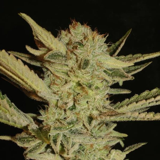 Kompakte Bubble Gum Bud mit dichten Harzschichten, leuchtend grünen Blättern und bernsteinfarbenen Blütenstempeln.