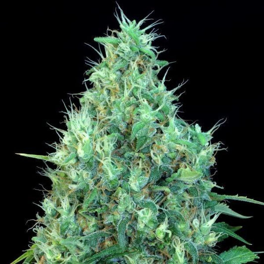 Kompakte, harzige Motavation Cannabispflanze mit dichten grünen Blüten und weißen Blütenhaaren auf dunklem Hintergrund.