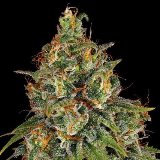 Nahaufnahme einer dichten, harzigen Strawberry Akeil Blüte mit leuchtend orangefarbenen Härchen und frostigen Trichomen.
