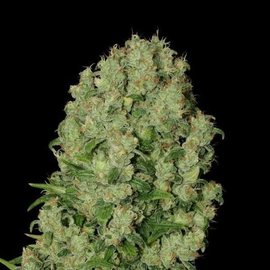 Kompakte White Russian Blüte mit dichten, harzigen Buds und orangefarbenen Blütenstempeln.