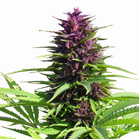Shaman Cannabispflanze mit dichten violettgrünen Blüten und kräftigen grünen Blättern
