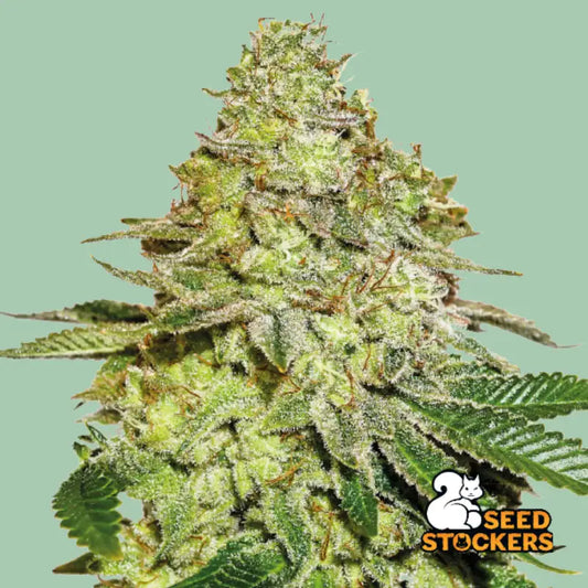 Nahaufnahme einer Sherbet Cannabisblüte mit dichten, harzigen Buds