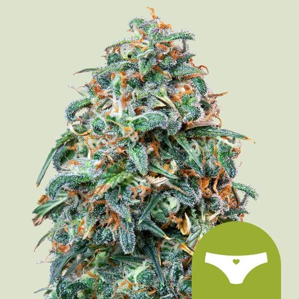 Harzige Auto Sherbet Blüte mit dichten Trichomen, orangefarbenen Härchen und sattgrünen Blättern