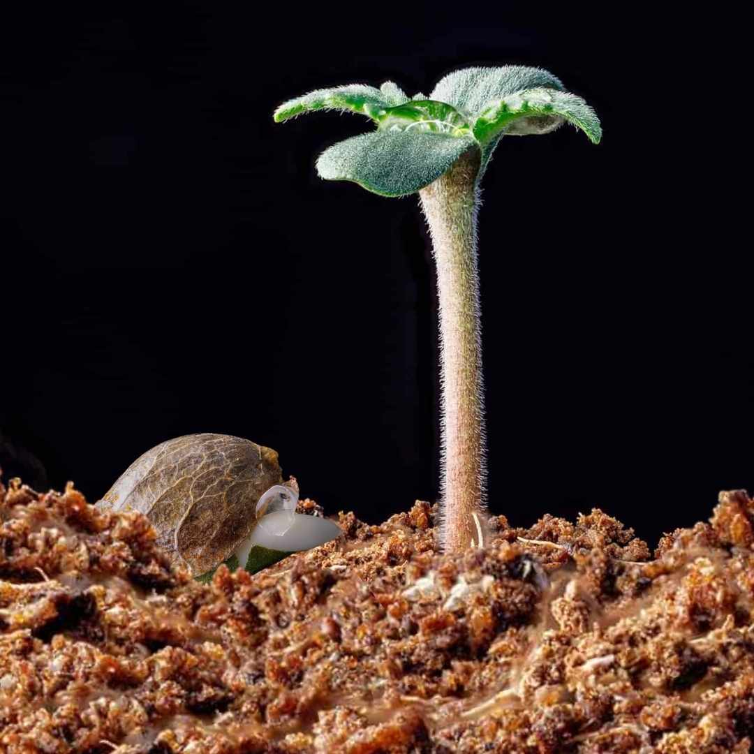 Frisch gekeimtes Cannabis-Keimling mit Samenschale und zwei Keimblättern auf feuchtem Substrat.