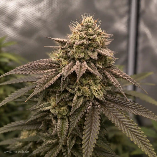 Super Boof von Barney’s Farm mit kompakter, harziger Hauptblüte und dunkelvioletten Zuckerblättern