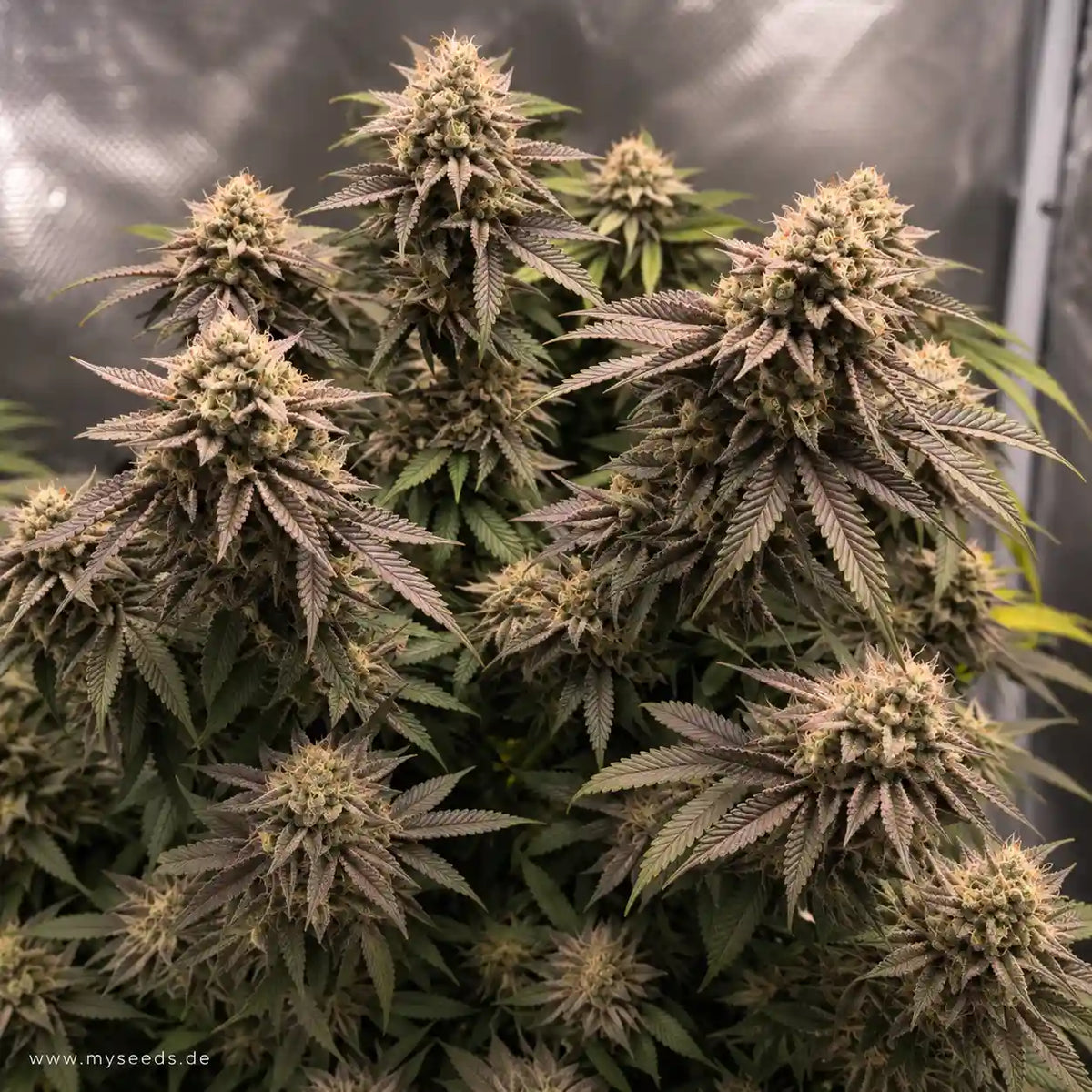 Super Boof von Barney’s Farm mit mehreren kräftigen Colas und violett gefärbten, harzigen Blättern