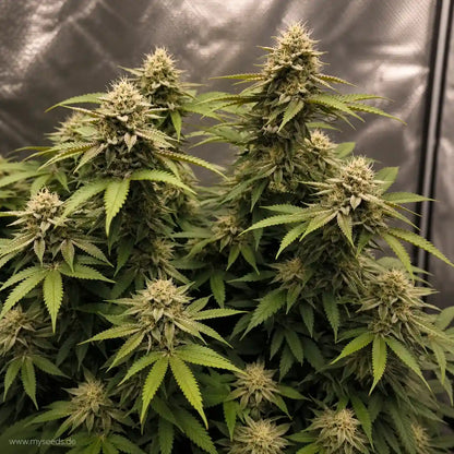 Mehrere Super Boof von Barney’s Farm Pflanzen mit dichten Colas und hellgrünen Fächerblättern.