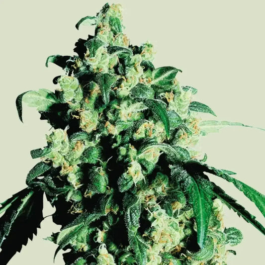 Kompakte, harzreiche Super Skunk Blüte mit dichten Buds und orangen Stigmen vor weißem Hintergrund