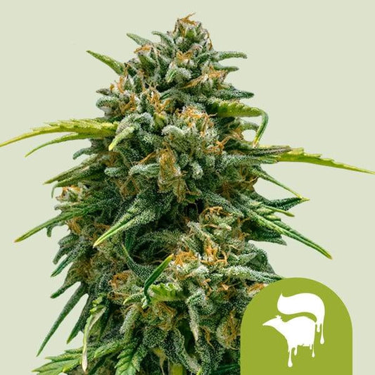 Harzüberzogener Blütenstand der Sorte Auto Sweet Skunk mit orangefarbenen Blütenhärchen und dichten Trichomen.