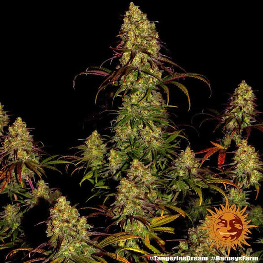 Kräftige Tangerine Dream Pflanze mit dichten Buds und violett-grünen Blättern in voller Blüte