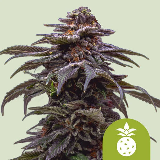 Nahaufnahme einer reifen Tropicana Cookies Purple Automatic Cannabispflanze mit violetten Blüten und kristallreichen Trichomen