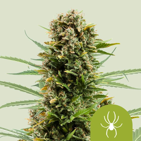 Dichte Auto White Widow Blüte mit harzigen Trichomen und orangefarbenen Blütenstempeln vor hellgrünem Hintergrund