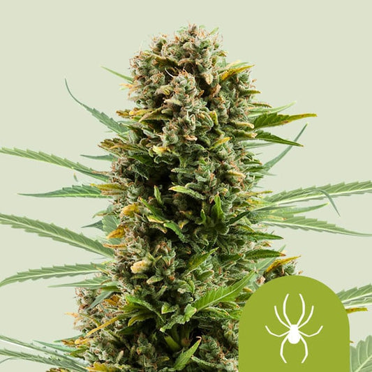 Dichte Auto White Widow Blüte mit harzigen Trichomen und orangefarbenen Blütenstempeln vor hellgrünem Hintergrund