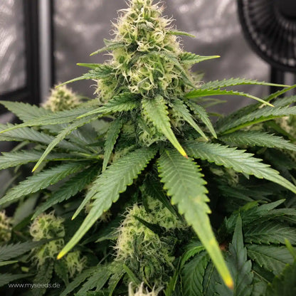 White Widow Dutch Passion mit kompakter Hauptblüte, vielen weißen Blütenfäden und harzigen Zuckerblättern.