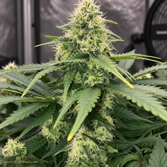 White Widow Dutch Passion mit mehreren blühenden Buds und einer dominanten Hauptblüte im Vordergrund.